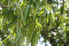 Mischodon zeylanicus